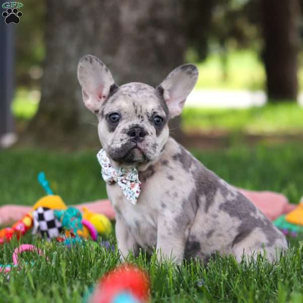 Lottie, French Bulldog Puppy